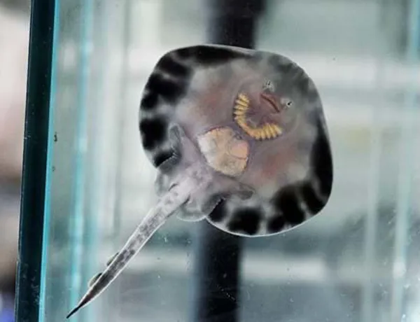 Ein Rochenbaby im SEA LIFE