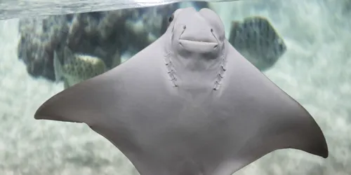 Im SEA LIFE Hannover kannst du auch die Unterseite von Adlerrochen sehen, wenn sie an der Scheibe entlang schwimmen