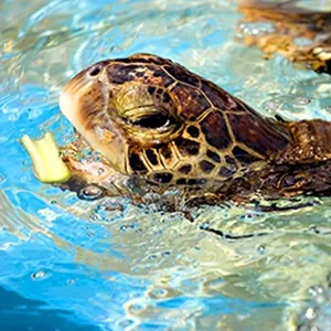 Fressende Meeresschildkröte
