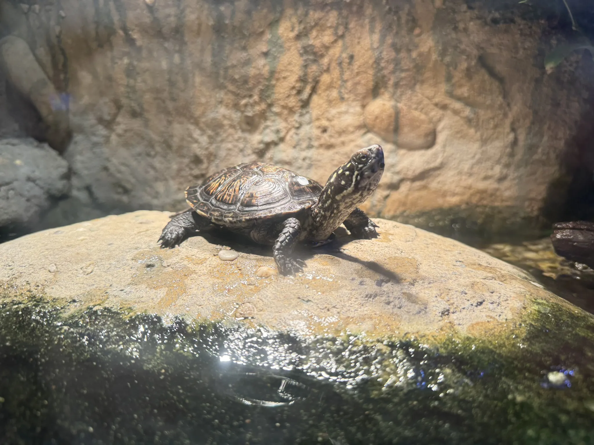 Europäische Sumpfschildkröte