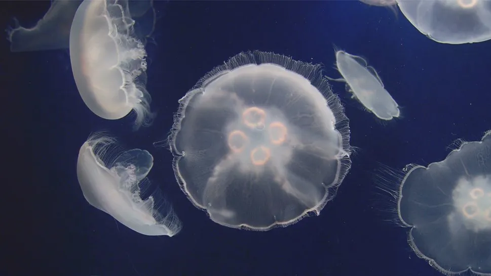 Jelly