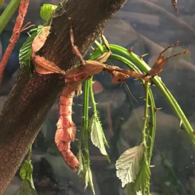 Eine Gespenstschrecke auf einem Ast im SEA LIFE Hannover