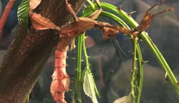 Eine Gespenstschrecke auf einem Ast im SEA LIFE Hannover