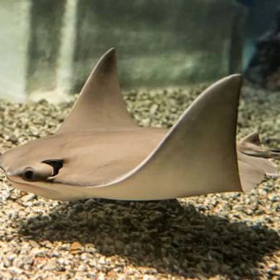 Cownose Ray Tooth Cownose ray | SEA LIFE Hanover
