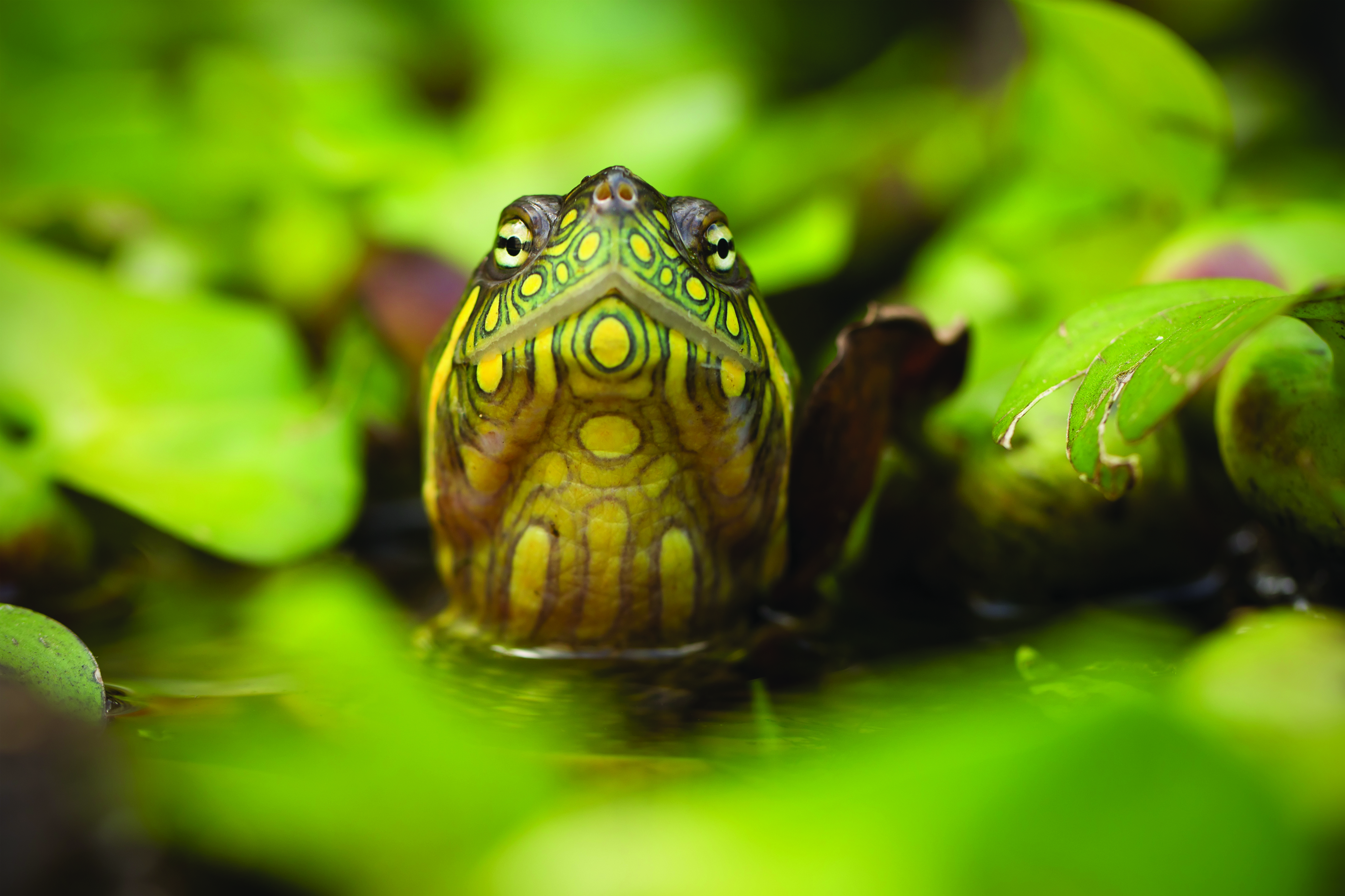 Kopf einer Höckerschildkröte schaut aus dem Wasser