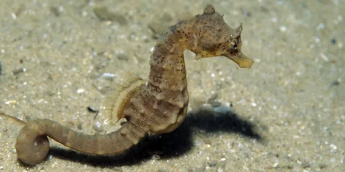 Kurzschnaeuziges Seepferdchen im SEA LIFE Hannover