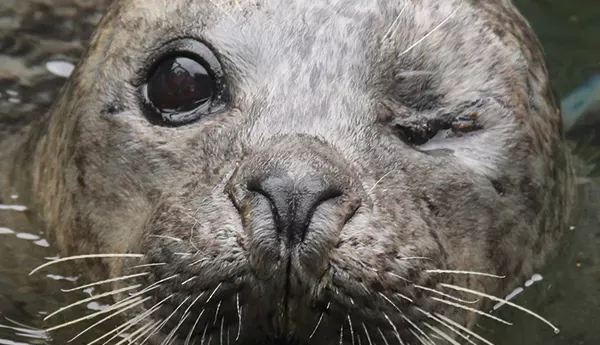 Seal SEA LIFE Trust