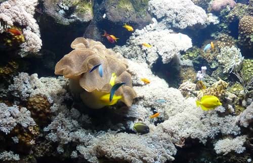 Sea Life Han Korallen Zugeschnitten