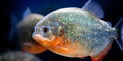 Piranha im SEA LIFE Hannover