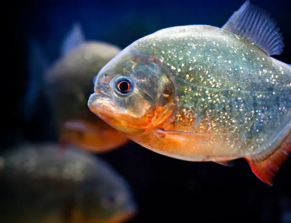 Piranha im SEA LIFE Hannover
