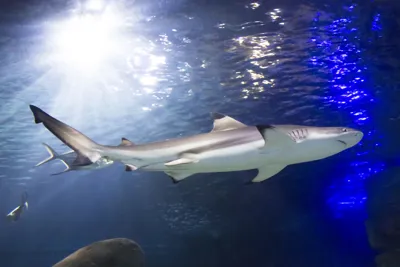 Ein Schwarzspitzen-Riffhai schwimmt im Becken des SEA LIFE Hannover