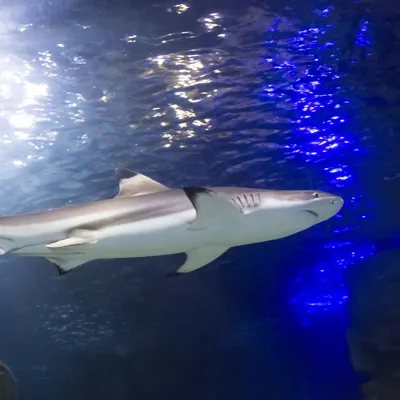 Ein Schwarzspitzen-Riffhai schwimmt im Becken des SEA LIFE Hannover