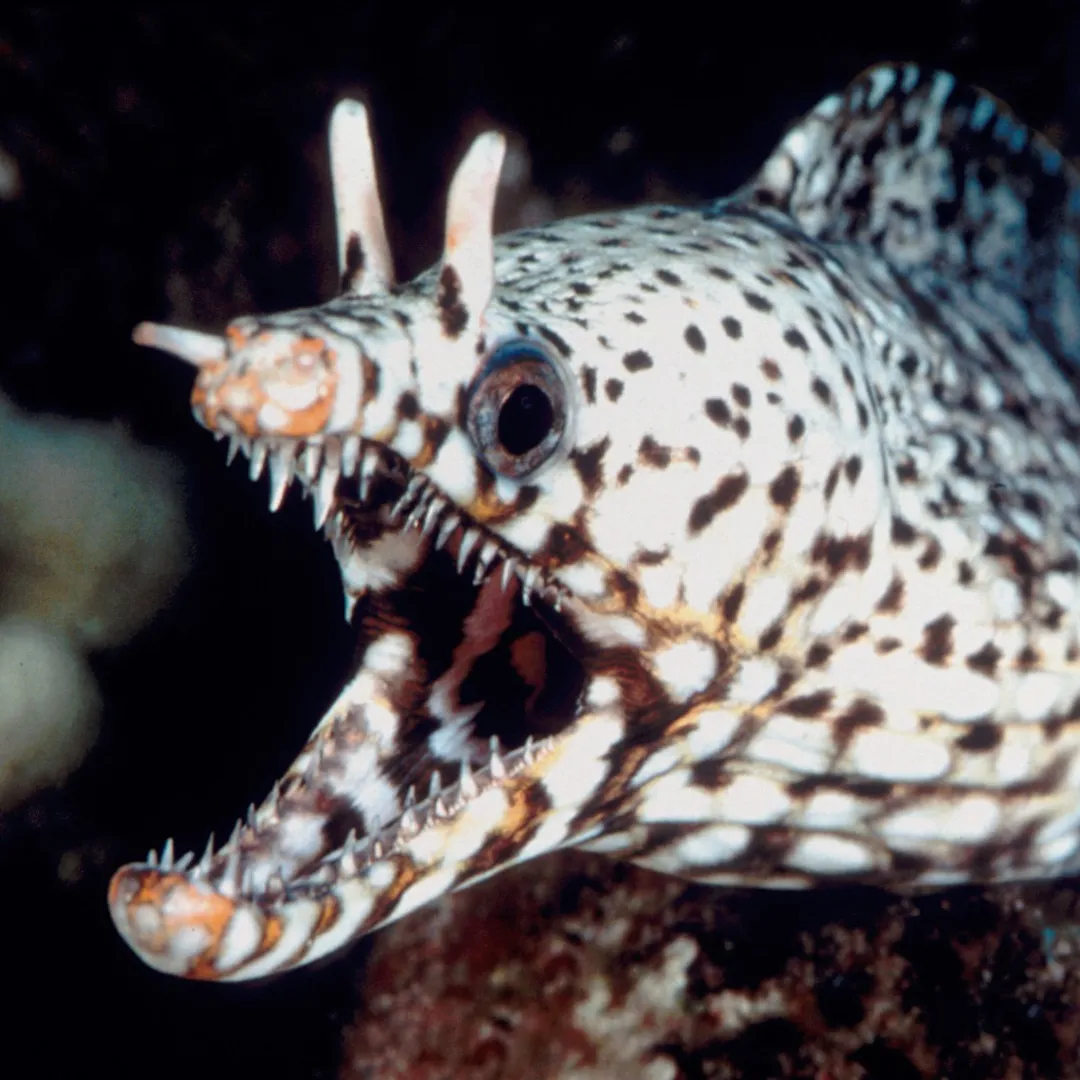 Eine Drachenmuräne im SEA LIFE Hannover