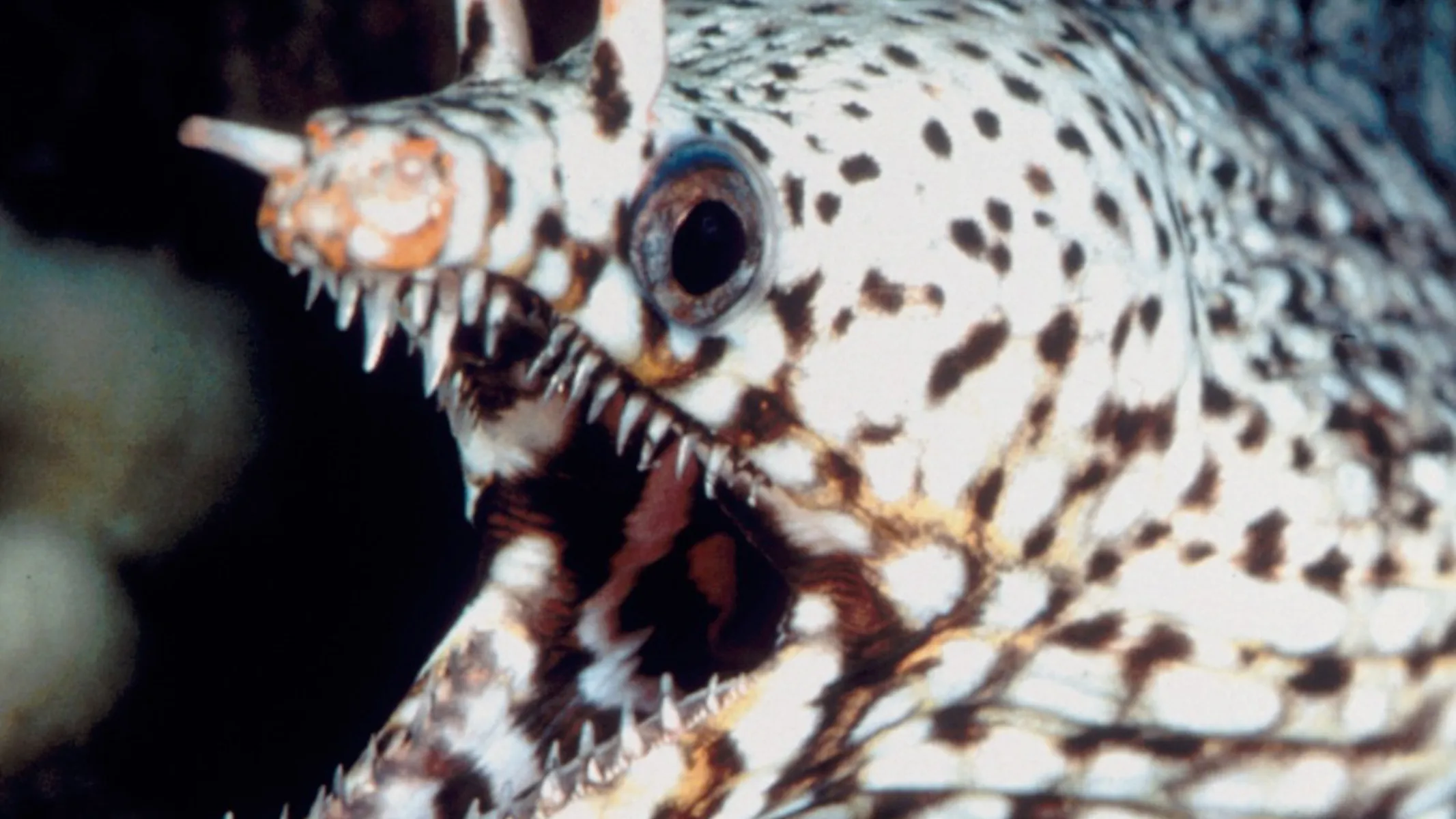 Leopard moray eel SEA LIFE Hanover
