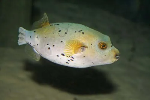 Kugelfisch im SEA LIFE Hannover