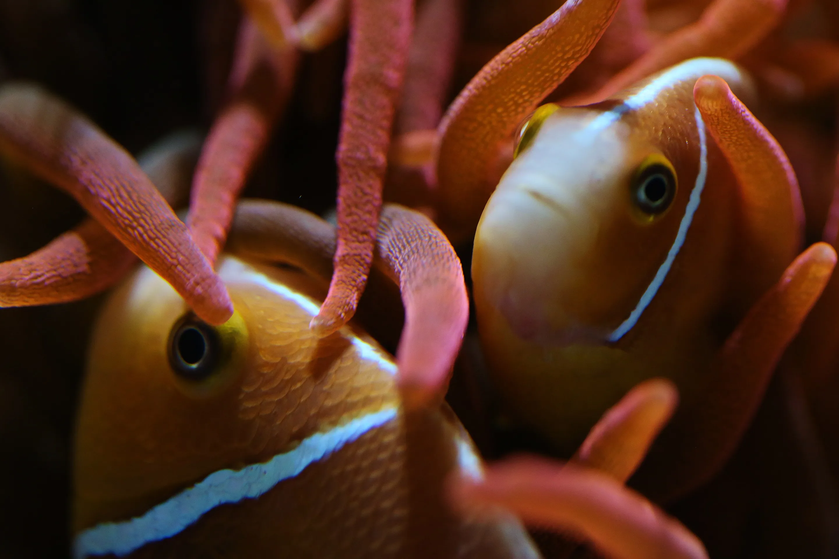 Zwei Anemonenfische im SEA LIFE Hannover