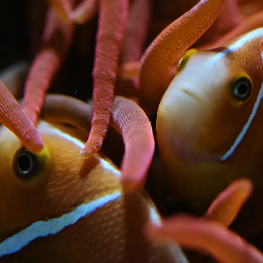 Anemonenfisch | SEA LIFE Hannover