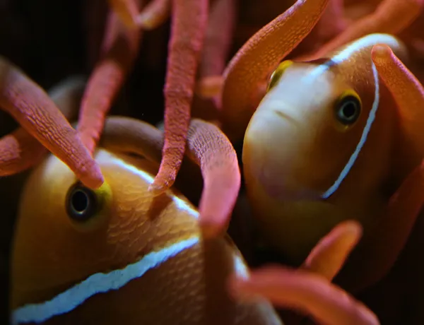 Zwei Anemonenfische im SEA LIFE Hannover