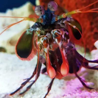 Ein Fangschreckenkrebs im SEA LIFE Hannover