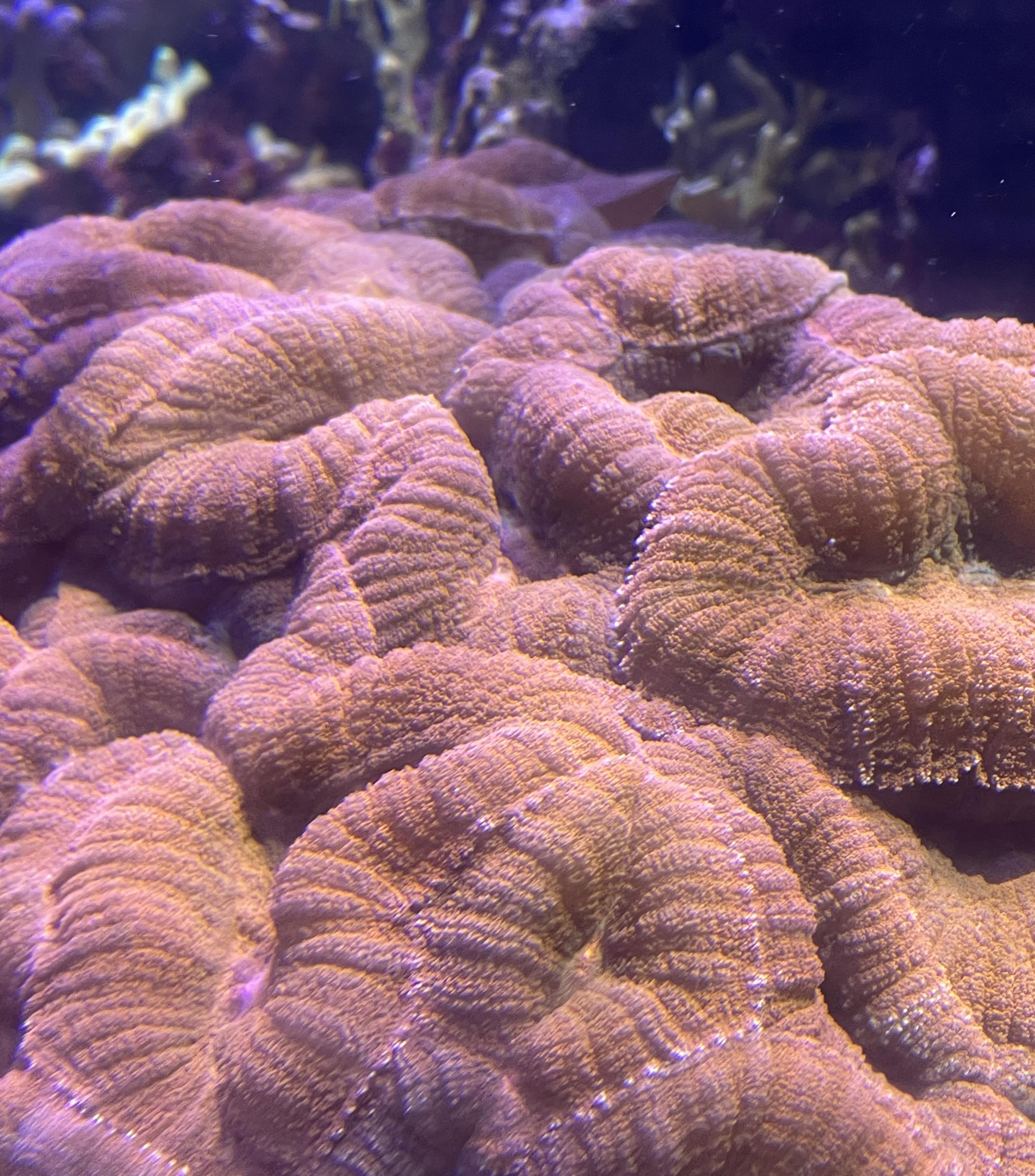 Korallen Pink Min