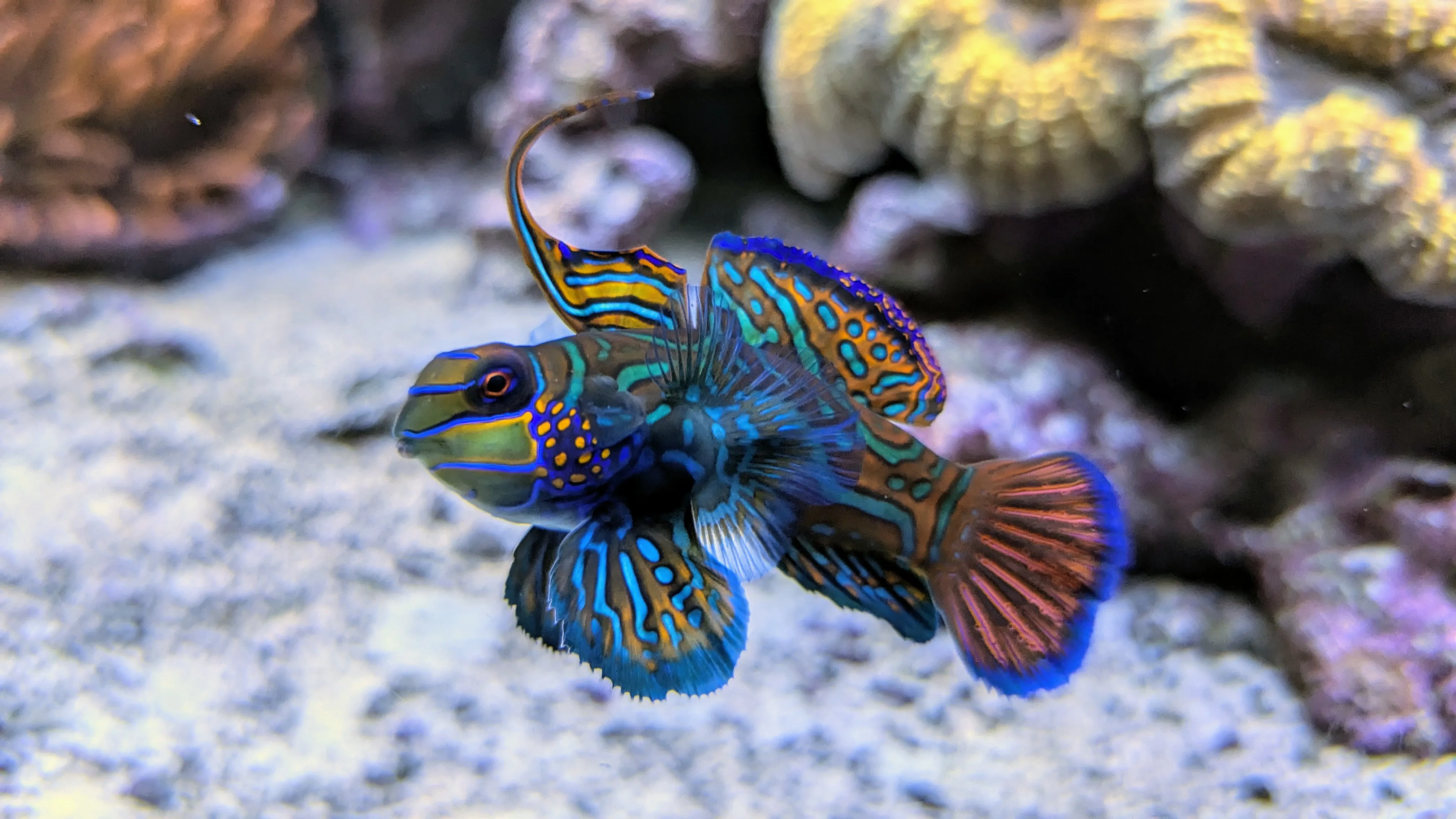 Mandarin Leierfisch
