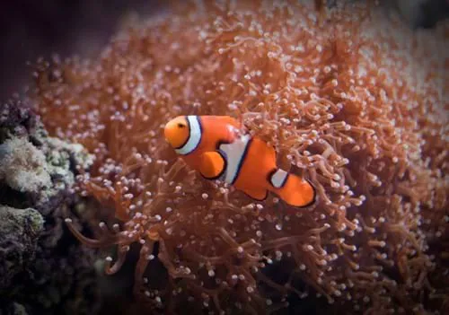 Ein Clownfisch schwimmt in einem Becken des SEA LIFE Hannover