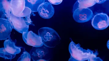 Small 10612 Swarm Of Moon Jellyfish