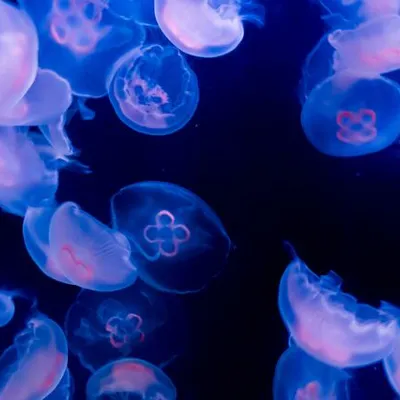 Small 10612 Swarm Of Moon Jellyfish