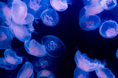 Small 10612 Swarm Of Moon Jellyfish