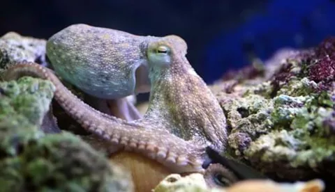 Oktopus zwischen Steinen
