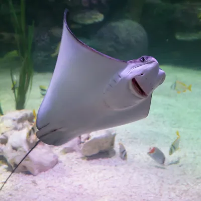 Ein nach oben schwimmender Feuerfisch im SEA LIFE Hannover