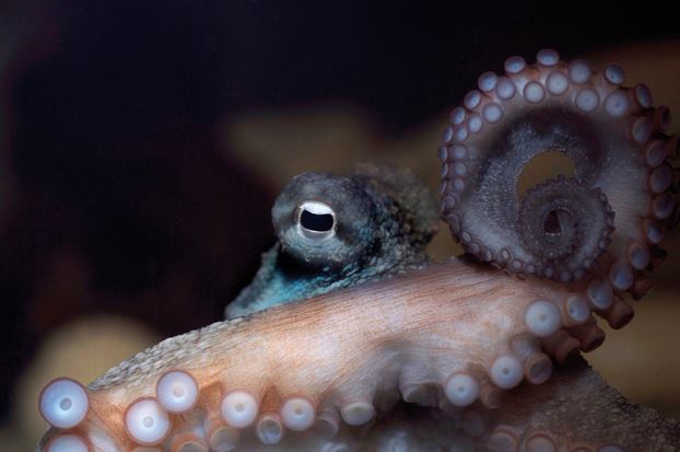 Nahaufnahme eines Oktopus im SEA LIFE