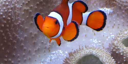 A clownfish swims in SEA LIFE Hannover