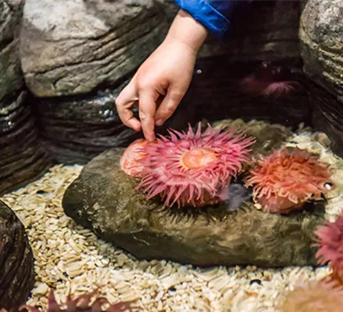 Berühre im SEA LIFE Hannover eine Seeanemone