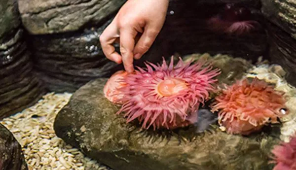 Berühre im SEA LIFE Hannover eine Seeanemone