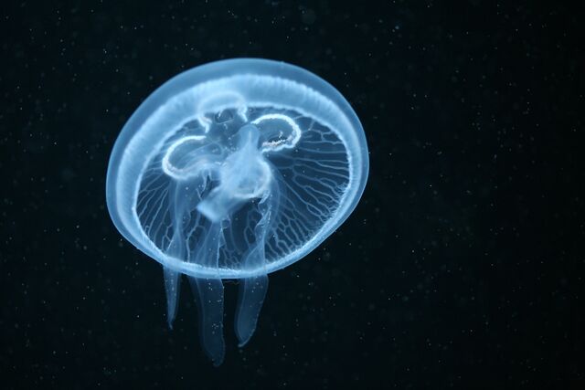 Small 10599 Moon Jellyfish