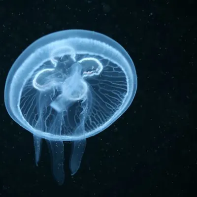 Small 10599 Moon Jellyfish