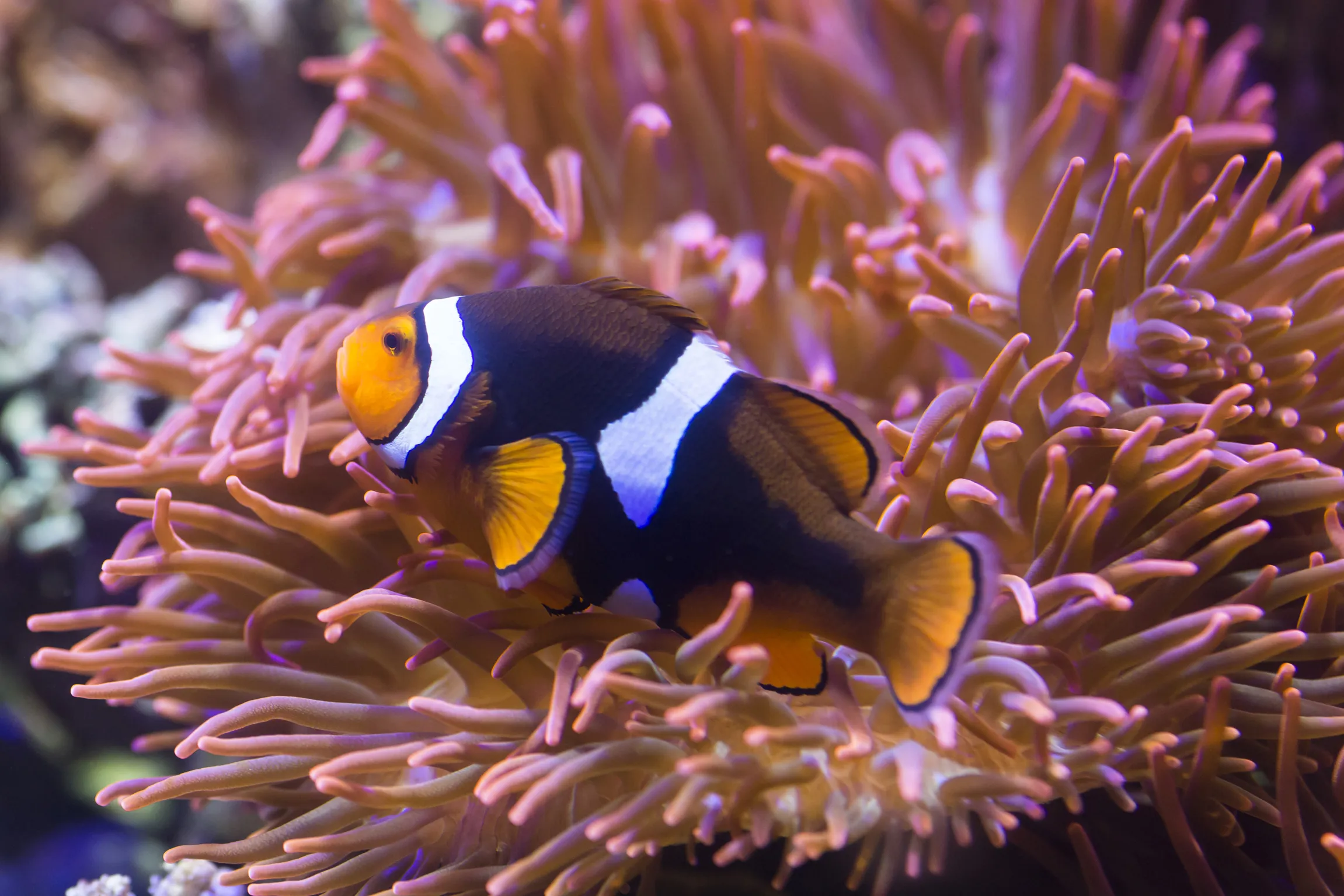 Ein Clownfisch vor einer Anemone in einem Aquarium des SEA LIFE Hannover