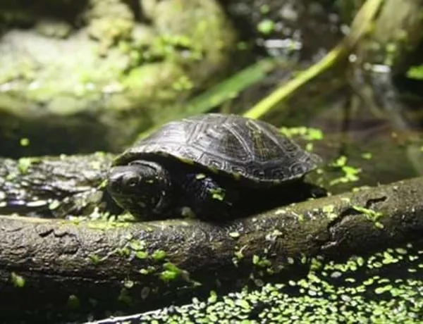 Sumpfschildkroete Sea Life