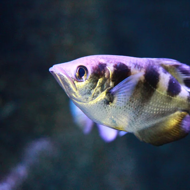 Schützenfisch aus dem SEA LIFE Hannover