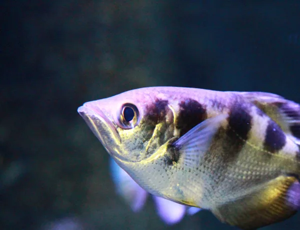 Schützenfisch aus dem SEA LIFE Hannover
