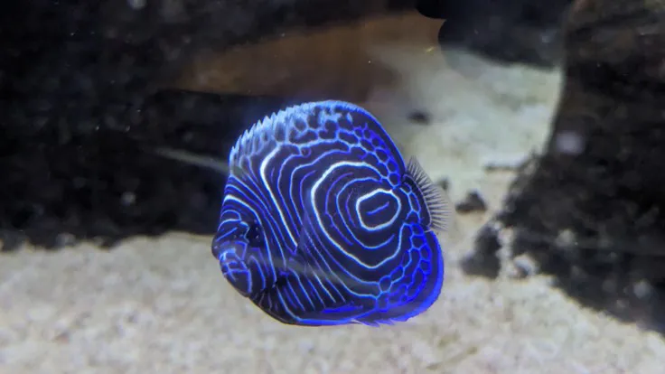 Imperator Kaiserfisch
