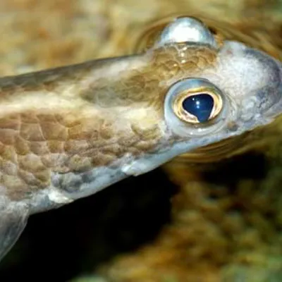 Ein Vierauge im SEA LIFE Hannover