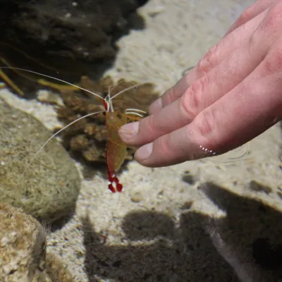 Im SEA LIFE Hannover kannst du sogar eine Putzergarnele berühren