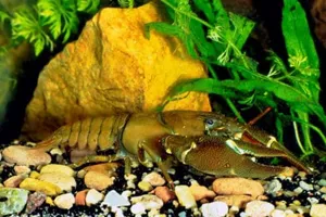 Ein europäischer Flusskrebs im SEA LIFE Hannover