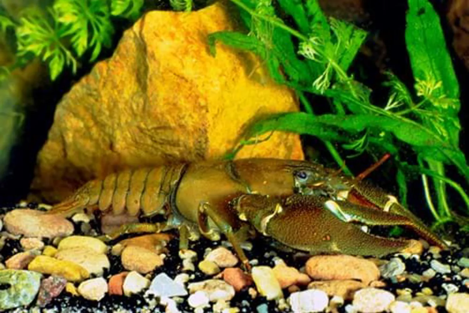Europäischer Flusskrebs SEA LIFE Hannover