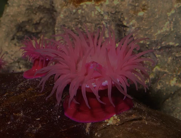 Seeanemone