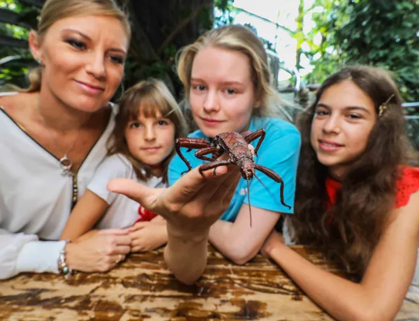 Insektenfühlstation