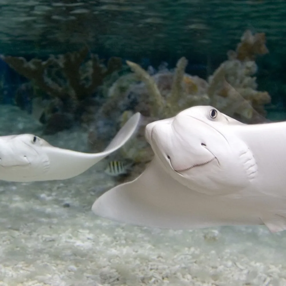 Cownose Ray SEA LIFE Hanover cownose-ray-sea-life-hanover