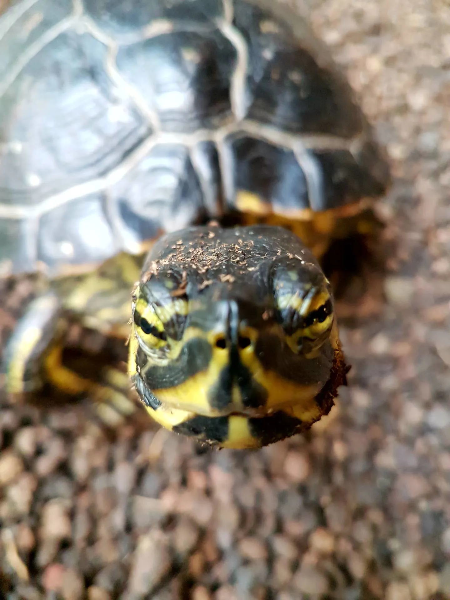 Gelbbauchschildkröte